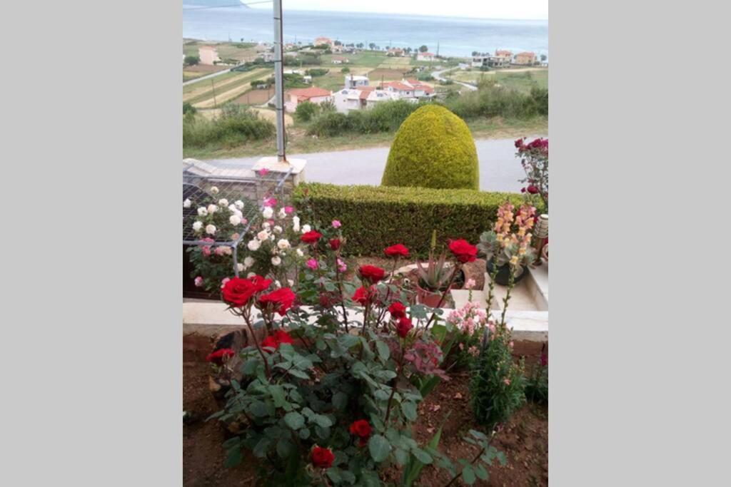 Villa Roses-مورتيري المظهر الخارجي الصورة